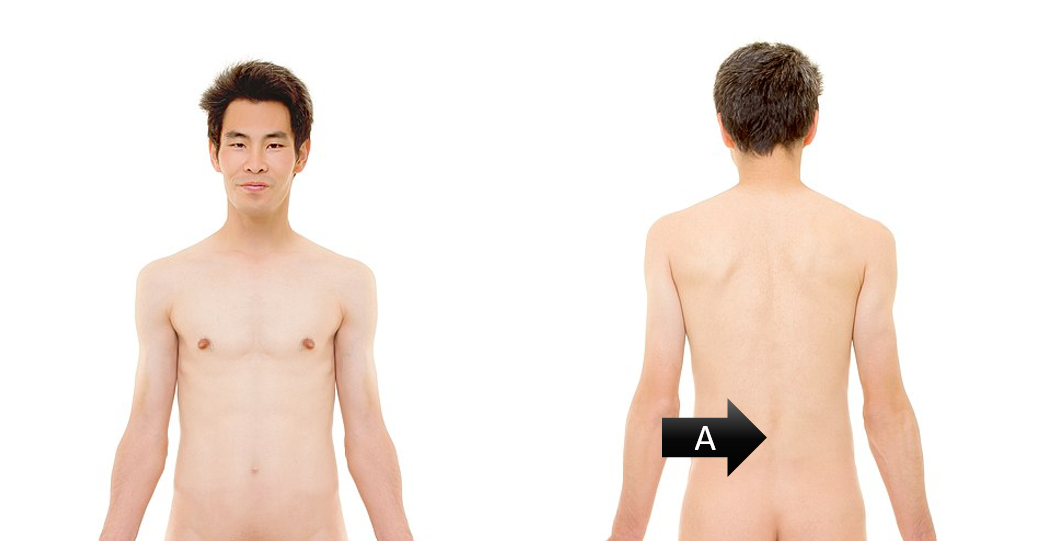 <p><span><span>Identify the gross anatomical region labeled A</span></span></p>