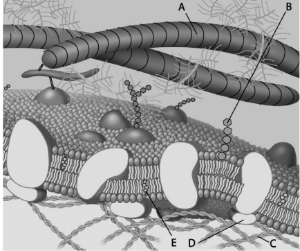 <p>fiber of the extracellular matrix</p>