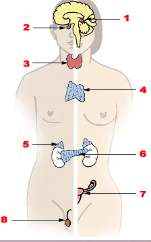 **What number points to the thyroid?**