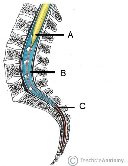 What is the “C” labelled part called?