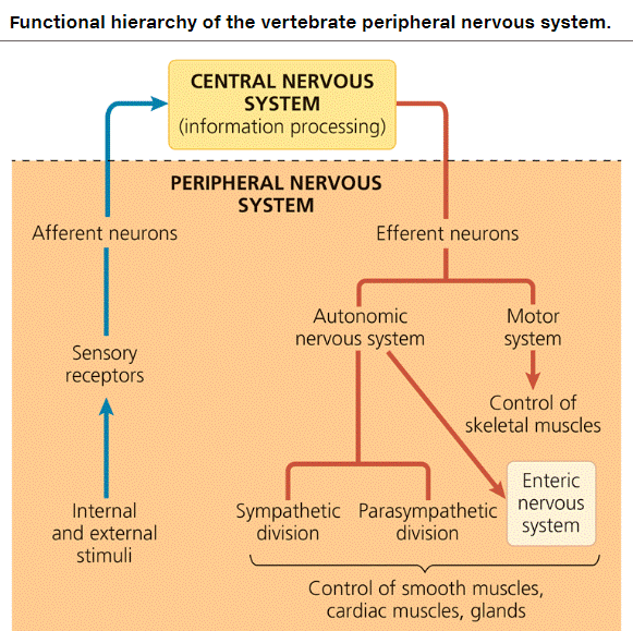 <p><strong>Afferent Neurons (Sensory Neurons)</strong> </p><ul><li><p>Carry <strong>sensory information</strong> <strong>from</strong> the body <strong>to</strong> the central nervous system (CNS: brain and spinal cord).</p></li><li><p>Detect stimuli such as <strong>touch, pain, temperature, sound, and light</strong>.</p></li></ul><p><strong>Efferent Neurons (Motor Neurons)</strong> </p><ul><li><p>Carry <strong>motor commands</strong> <strong>from</strong> the central nervous system <strong>to</strong> muscles and glands.</p></li><li><p>Control <strong>muscle movements and glandular secretions</strong>.</p></li></ul><p><strong>Easy Way to Remember:</strong> </p><ul><li><p><strong>Afferent (A)</strong> → <strong>Arrives</strong> at the brain (Sensory input).</p></li><li><p><strong>Efferent (E)</strong> → <strong>Exits</strong> the brain (Motor response).</p></li></ul><p></p>