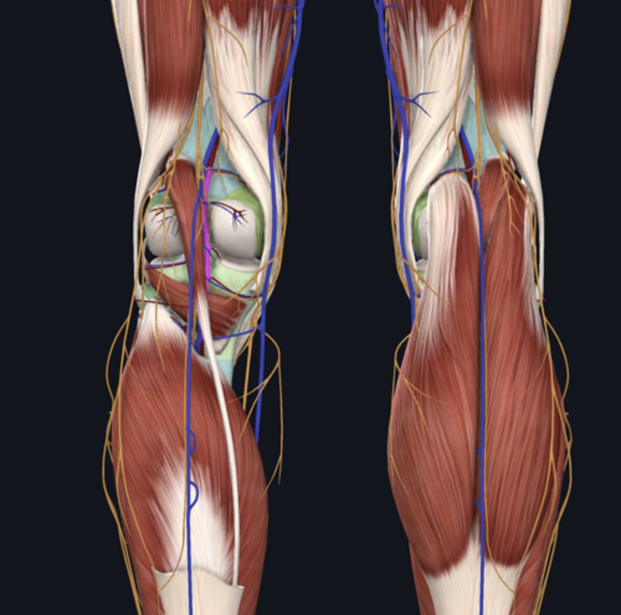 <p>artery</p>