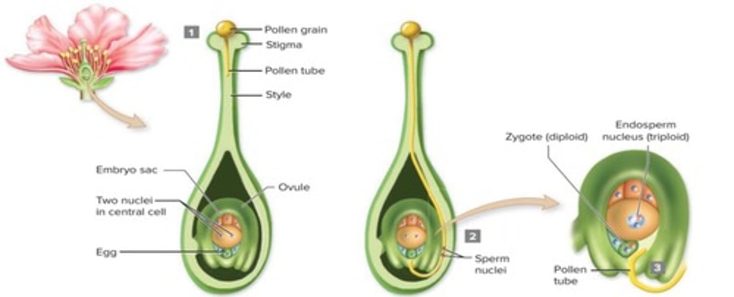 <p>The process where one sperm nucleus fertilizes the egg cell to form a diploid zygote.</p>