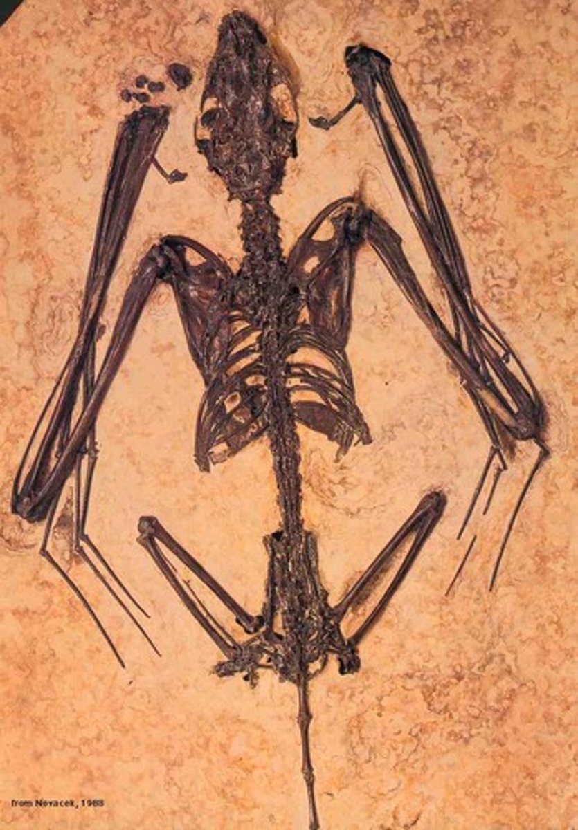 <p>1) Fossil Record</p><p>2) Embryology</p><p>3) Homologous Structures</p><p>4) DNA</p><p>5) Vestigial Structures</p>