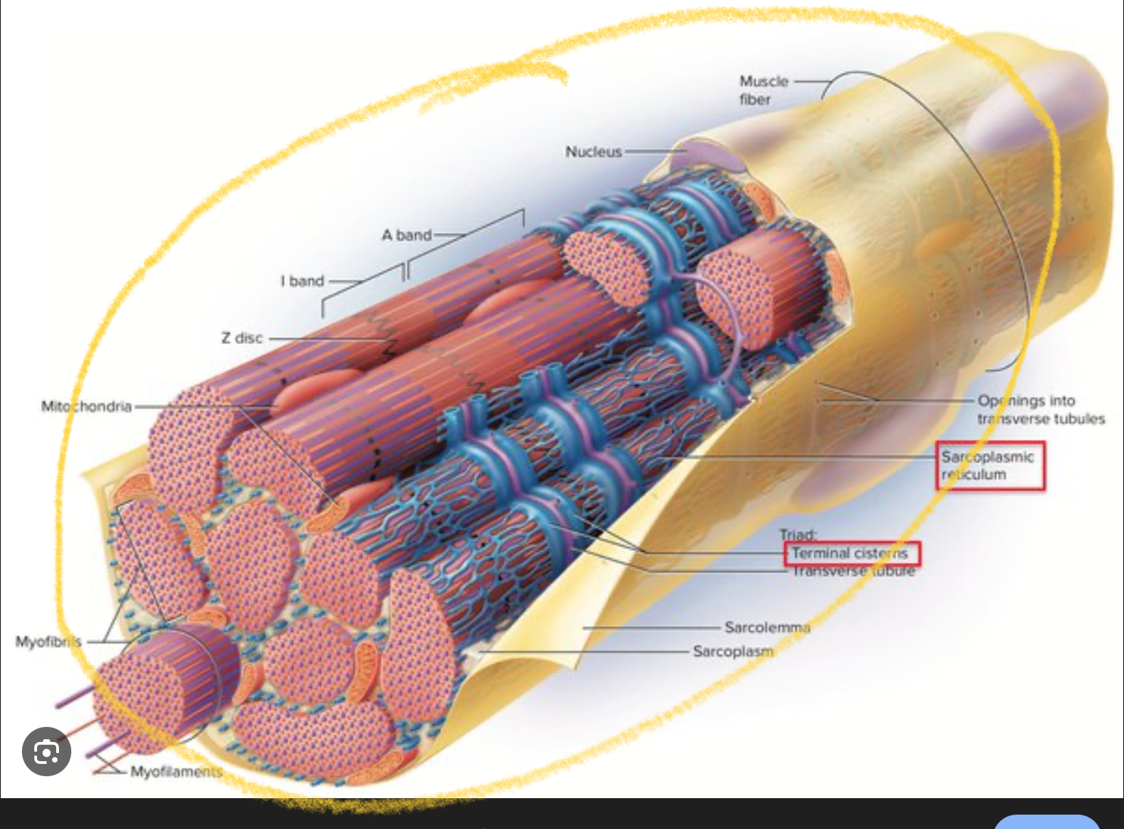 <p>The sarcoplasmic reticulum is a <strong>specialized network of tubes in a muscle fiber</strong> that <strong>stores and releases calcium ions (Ca²⁺)</strong>, which are essential for <strong>muscle contraction</strong></p>