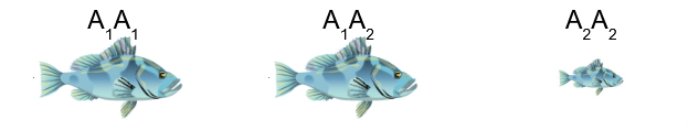 <p> dominant allele masks presence of recessive allele in heterozygote</p>