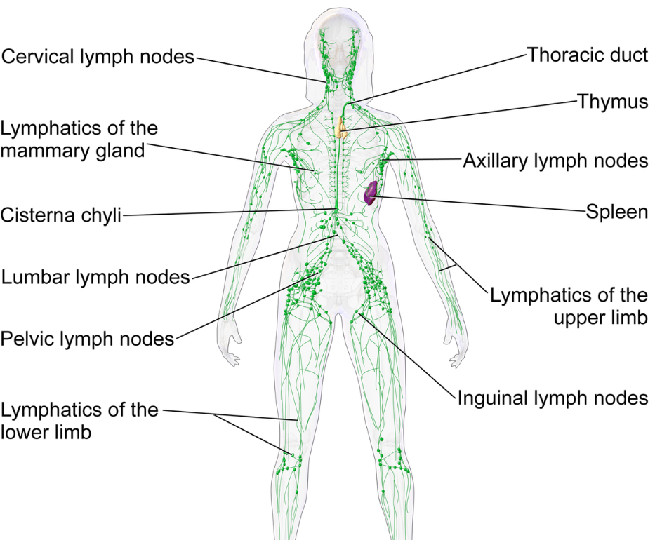 <p><span><span>Lymphatic - Organs: Lymph vessels and lymph organs. </span></span></p>