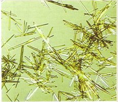 <p>Form in acidic pH</p>