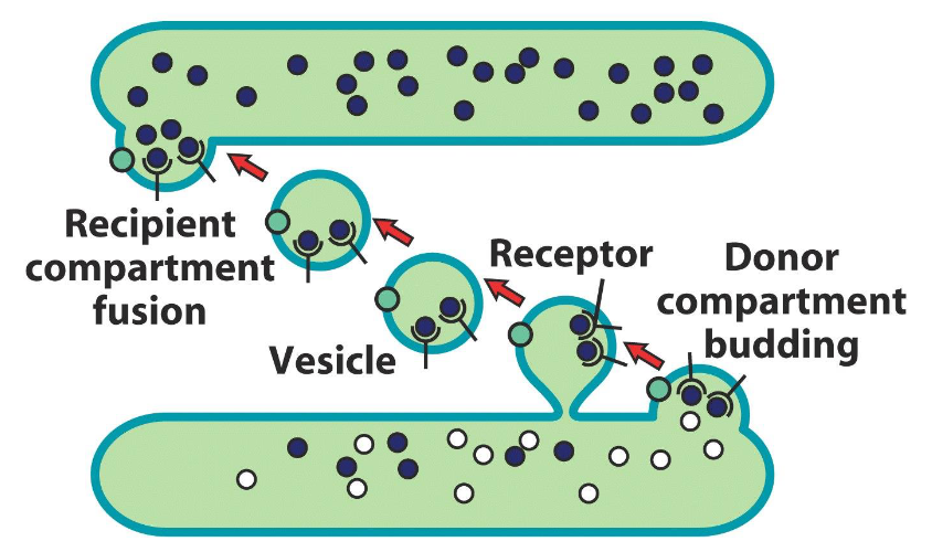 <ul><li><p class=""><strong>Organelle → PM</strong> (and vice versa)</p></li><li><p class=""><strong>Organelle → Organelle</strong></p></li><li><p class="">Uses <strong>transport vesicles</strong> (~50-75 nm)</p><ul><li><p class="">Small, spherical, membrane-enclosed organelles</p></li><li><p class="">Bud off <strong>donor compartment</strong> and fuse with <strong>acceptor</strong> compartment</p></li></ul></li><li><p class=""><strong>Targeted movement</strong> (directed)</p><ul><li><p class="">Uses <strong>cytoskeleton</strong> and <strong>motor proteins</strong></p></li><li><p class="">Sorting signals recognized by <strong>receptors</strong></p></li></ul></li></ul><p></p>