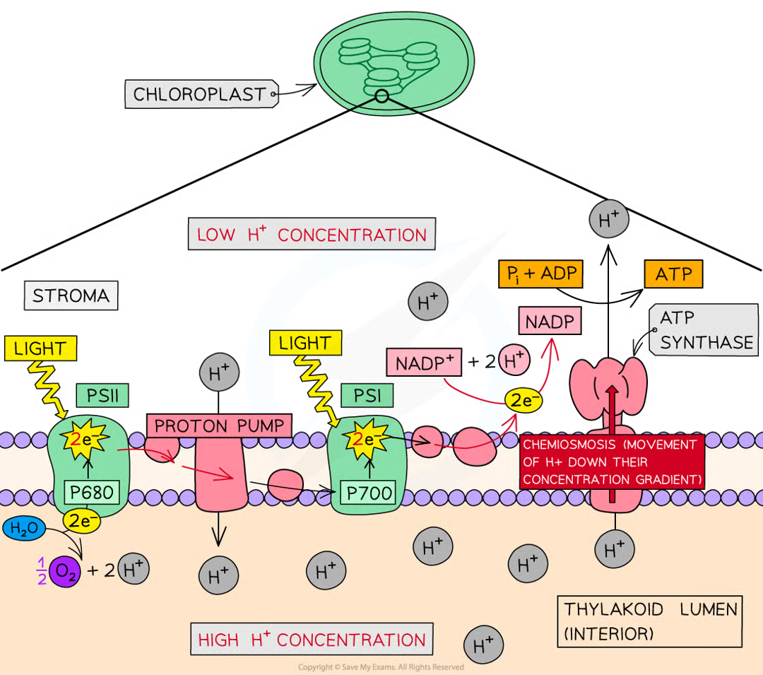 <ul><li><p>during photophosphorylation, energetic e- captured by e- acceptor in thylakoid memb</p></li><li><p>energetic e- passed along chain of etc</p></li><li><p>e- carriers are alternately reduced as they gain e- and then oxidised as they lose e- by passing to next carrier</p></li><li><p>excited e- gradually release energy as they pass thru etc</p></li><li><p>released energy usedd to actively transport h+ across thylakoid memb from stroma (fluid within chloroplasts) to thylakoid lumen </p></li><li><p>proton pump transports protons across thylakoid memb from the stroma to thylakoid lumen</p></li><li><p>creates a proton grad w high conc of protons in thylakoid lumen and low conc in stroma</p></li><li><p>protons then return to stroma moving down proton conc grad by facil diffusion thru transmembrane atp synthase enz in chemiosmosis</p></li><li><p>process provides energy needed to synthesise atp by adding an inorganic phosphate group Pi to ADP (ADP + Pi → ATP)</p></li><li><p>whole process known as photophosphorylation as light provides the intial energy source of atp synth</p></li><li><p>after being passed down etc de energised e- from psii are taken up by psi</p></li></ul><p></p>