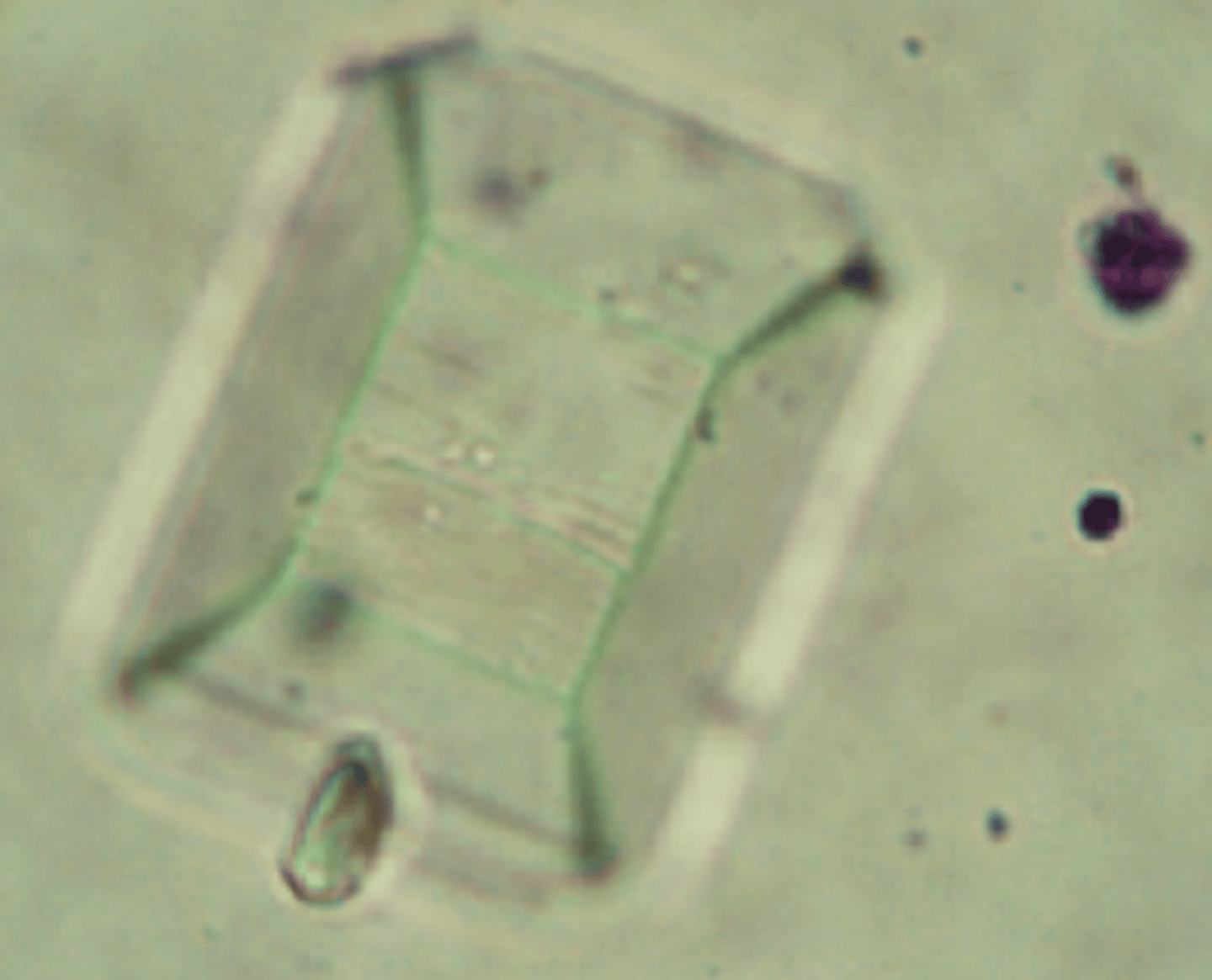 <p>Eight-sided prism with tapered ends; referred to as coffin lids but can take other shapes</p>