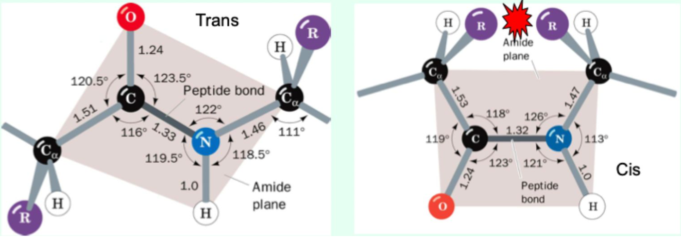 <p><strong>Trans</strong> (<strong>lower energy, less steric hinderance</strong>)</p>