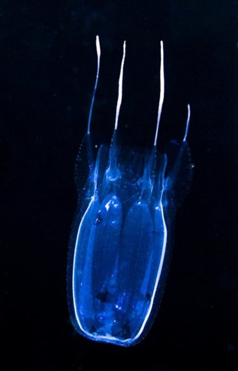 <p>1 of 4 classes from Phylum Cnidaria</p><p>Adults are mobile medusa; cube shaped with tentacles at the corners of the cube; no polyp form has been identified</p>