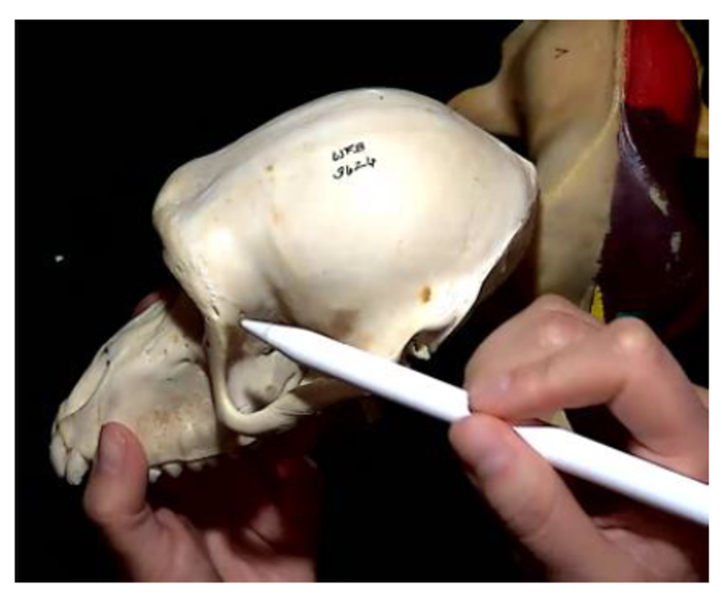 <p>A bony plate that provides protection to the side and back of the eye.</p>