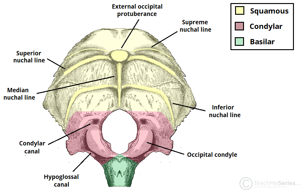 <p><strong>Occipital Bone</strong>: Landmarks</p>
