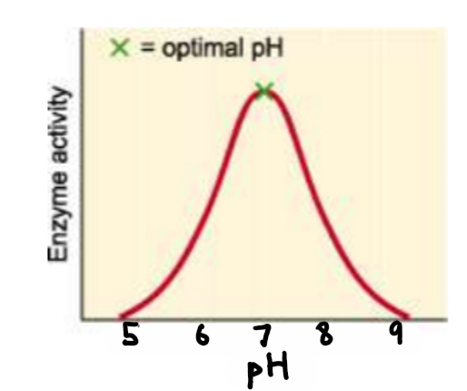 <p>At high and low pHs enzymes also become denatured as the active sites become deformed. Most enzymes work best at a pH of 7.</p>