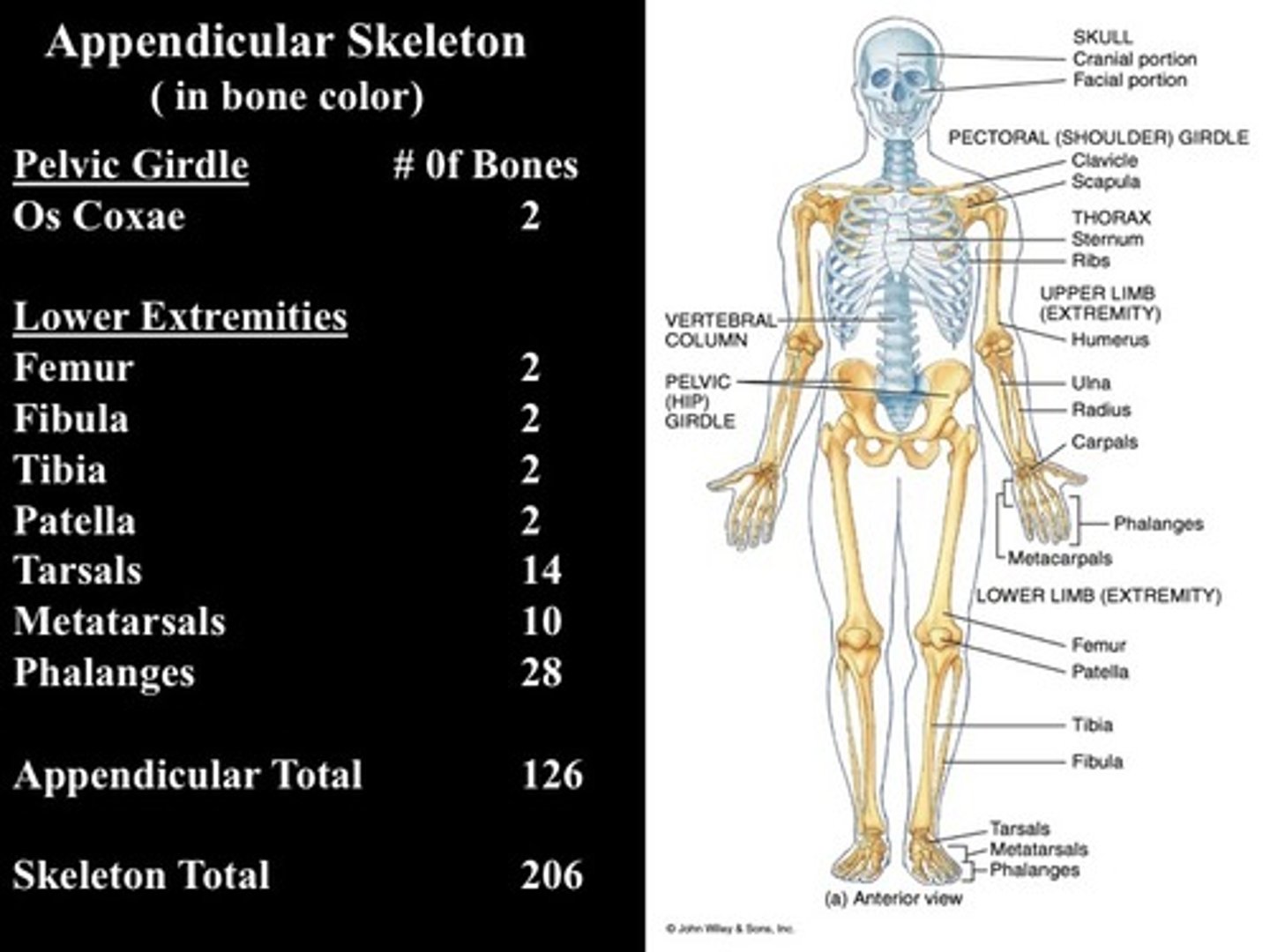 <p>-includes 126 bones: </p><p>&gt;pectoral girdle (4)</p><p>&gt;upper limbs (60)</p><p>&gt;pelvic girdle (2)</p><p>&gt;lower limbs (60)</p>