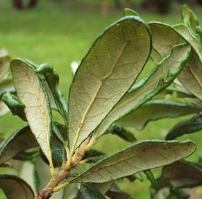 sand live oak
Fagaceae
WHITE OAK
Native range: SE Coastal Plain, West to Louisiana & Alabama. 
Habitat: Scrub, sandy soils, sandhills, coastal areas. Well-drained. High and dry.
Height: Small tree up to 40 ft tall
Twigs: Umbrella crown (drooping) with decumbent branches. 
Bark: Fissured bark up to crown and branches.
Leaves: Simple, alternate, cuneate base with revolute margins ("makes a boat, sand live oak"). Can have sharp mucro. Pubescent (fuzzy) underside. Has drought prone features.
Acorns: in pairs (geminata), elongated. Black at maturity.
Uses: Valued by wildlife.
~Forms thickets/colonies.
Tol: high drought, mod salt, low flood, mod fire, low shade
KEY FEATURES: hairs on underside, revolute margin, impressed veins