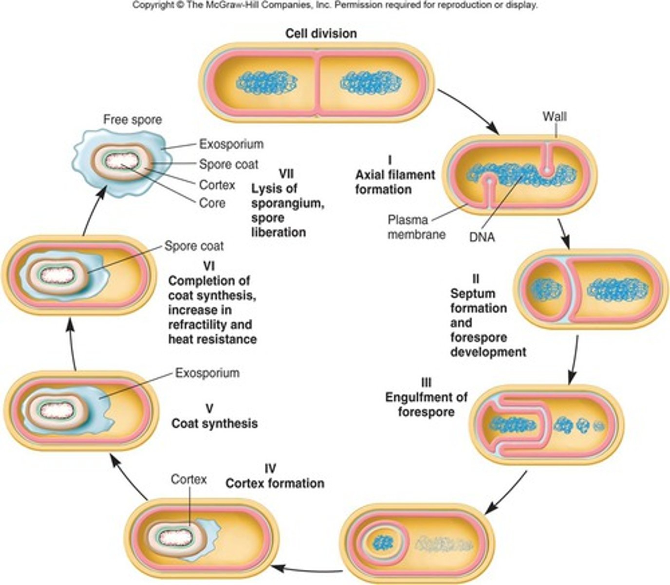 <p>Triggered by unfavorable conditions.</p><p>1. DNA is replicated</p><p>2. DNA aligns along the cells long axis</p><p>3. Cytoplasmic membrane invaginates to form forespore</p><p>4. Cytoplasmic membrane grows and engulfs forespore within a second membrane. Vegetative cell's DNA disintegrates.</p><p>5. Cortex of calcium and diplicolinic acid deposited between membranes.</p><p>6. Spore coat forms around endospores.</p><p>7. Maturation of endospore; completing of spore coa and increase in resistance to heat and chemicals unknown process.</p><p>8. Endoposre released from original cell.</p>