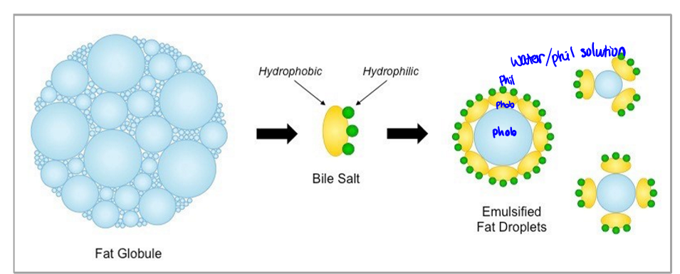 <p>of fats. bile salts are amphipathic (hydrophobic body, hydrophilic heads), increases SA for digestion, micelle formation for absorption</p>