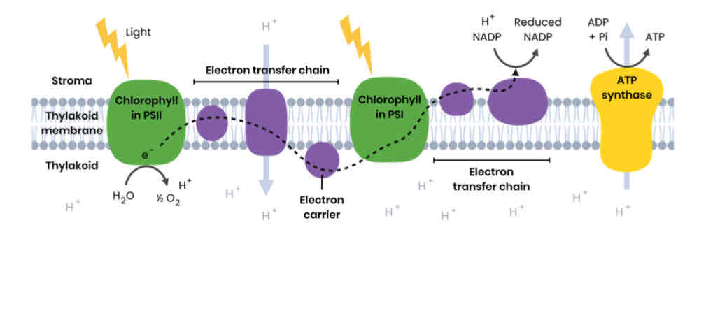 <p>● Water splits to produce protons, electrons and oxygen (H2O → 1⁄2 O2 + 2e- + 2H+) ○ Electrons replace those lost from chlorophyll</p>