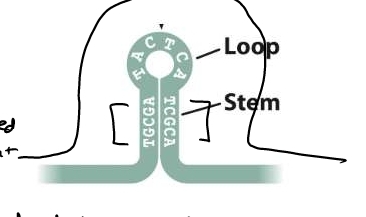 -sequences on same strand are inverted complements 
-sequences between inverted repeats forms loop 
