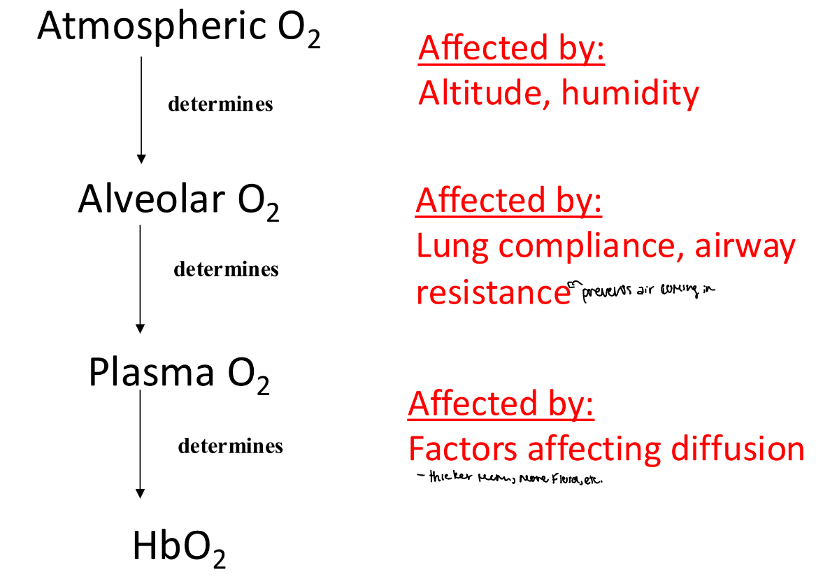 <p>The sequence of oxygen movement</p><p>atmospheric O2 determines</p><p>Alveolar O2 determines</p><p>Plasma O2 determines</p><p>HbO2</p>
