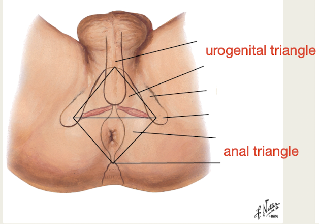 <p><span>diamond shaped area </span><strong>below</strong> <strong>pelvic</strong> <strong>diaphragm (floor)</strong>, bounded by<strong> pelvic outlet</strong></p><p>contains <strong>external genitalia </strong>(urogenital triangle + anal triangle)</p>