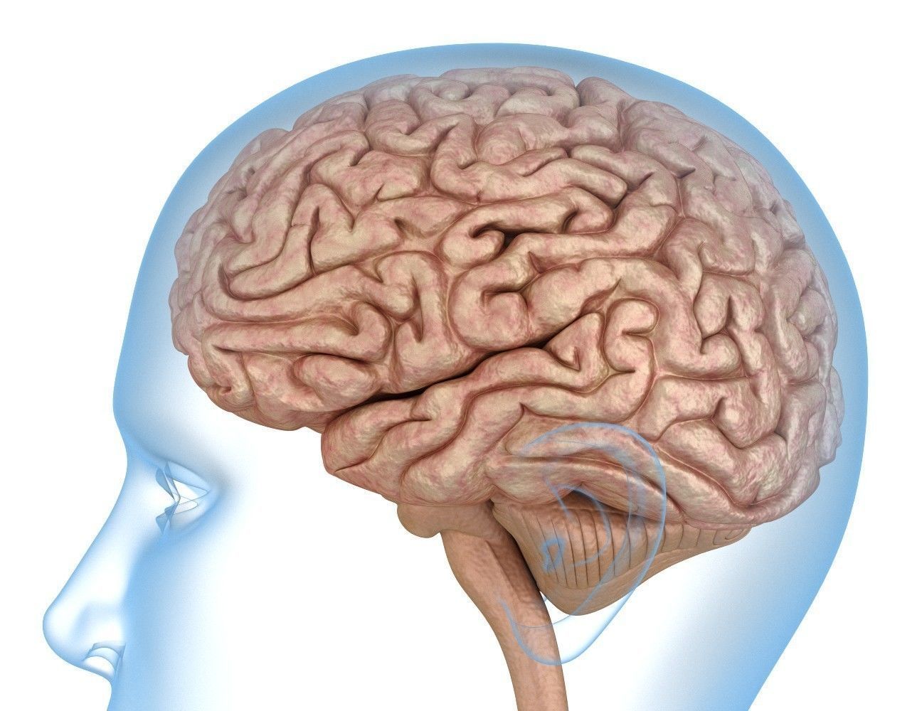 <p>The brain is the central organ of the nervous system involved in multiple functions but generally, detects and locates stimuli and how we interpret and learn from the world around us that helps define us.</p>