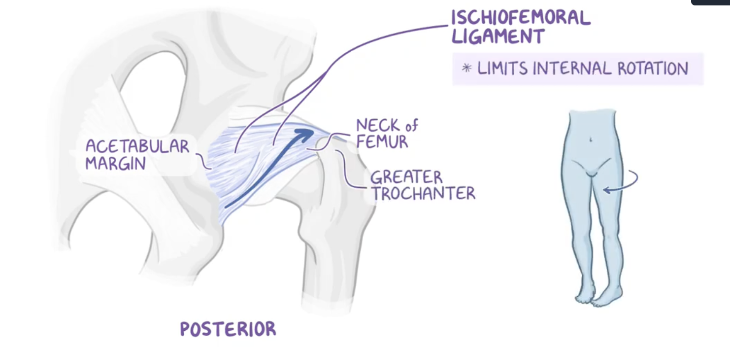 <p>Origin : ischium</p><p>Insertion : intertrochanteric line (not crest)</p><p></p><p>limits internal rotation</p>