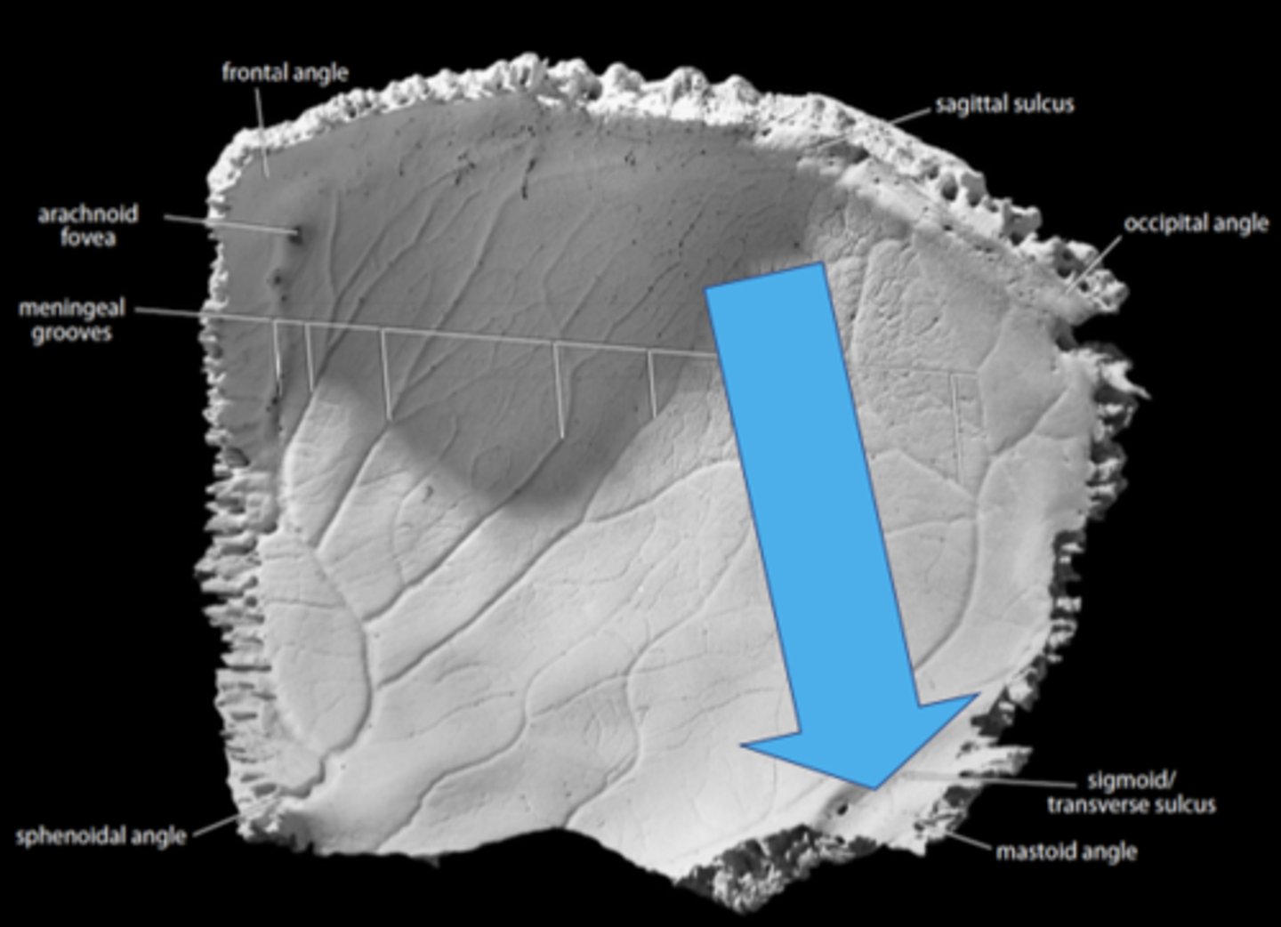 <p>crosses the mastoid angle of PARIETALS, cutting a groove on the endocranial surface, marks course of sigmoid sinus (drains blood from brain)</p>