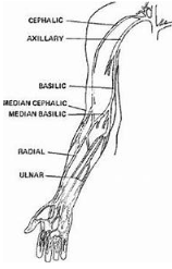 <p>The basic vein is considered </p>