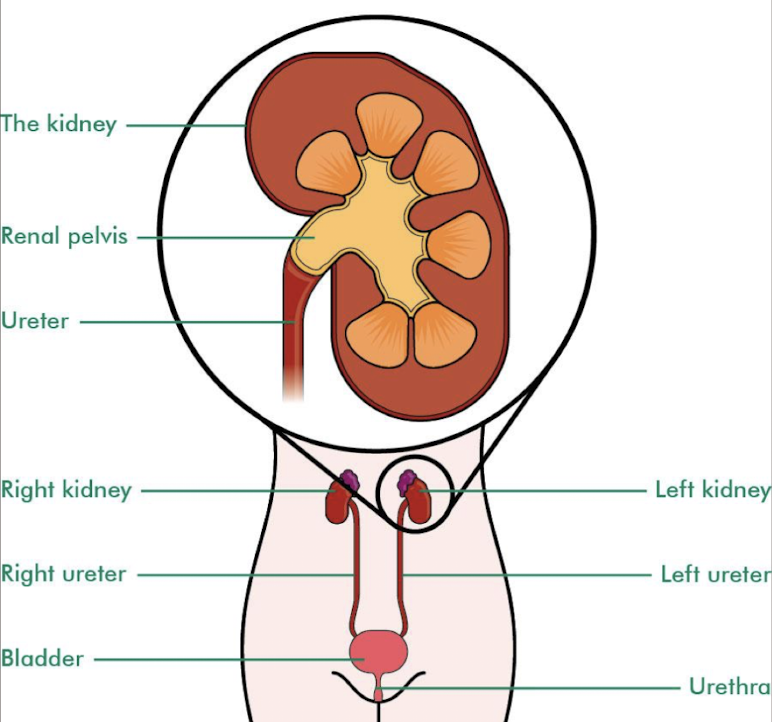 <ul><li><p><span style="color: yellow;">retroperitoneal structures that exit the kidneys to carry urine to the urinary bladder</span></p></li><li><p><u>begins</u> as expanded <u>upper area</u> of <mark data-color="yellow" style="background-color: yellow; color: inherit;">renal pelvis</mark></p></li><li><p>urine enters bladder via the ureters every several seconds or minutes</p></li><li><p>SONO: <mark data-color="yellow" style="background-color: yellow; color: inherit;">not seen unless obstruction present</mark></p></li><li><p>SONO: “jets” in bladder</p></li></ul><p></p>