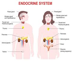 <p>endocrine system</p>