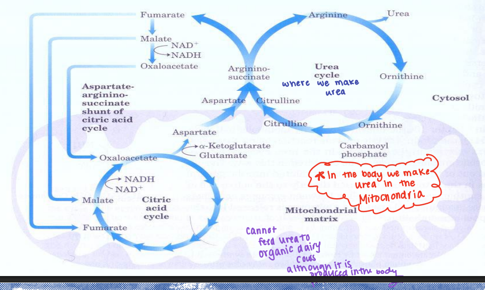 <p><span style="color: red;"><strong>You cannot feed urea </strong></span>to dairy cows although it is produced in the ____</p>