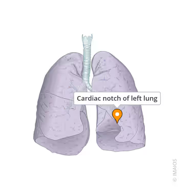 <p>Which lung has a cardiac notch?</p>