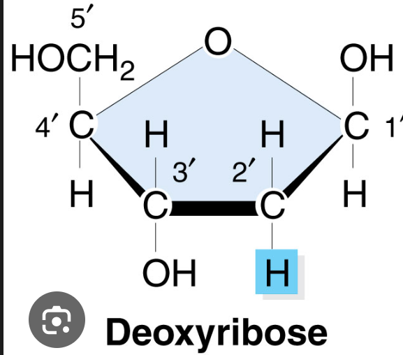 <p>only has a 3’ OH group&nbsp;</p><p><strong>Backbone of DNA&nbsp;</strong></p><p><strong>less of 2OH&nbsp; group (higher stability)&nbsp;</strong></p>