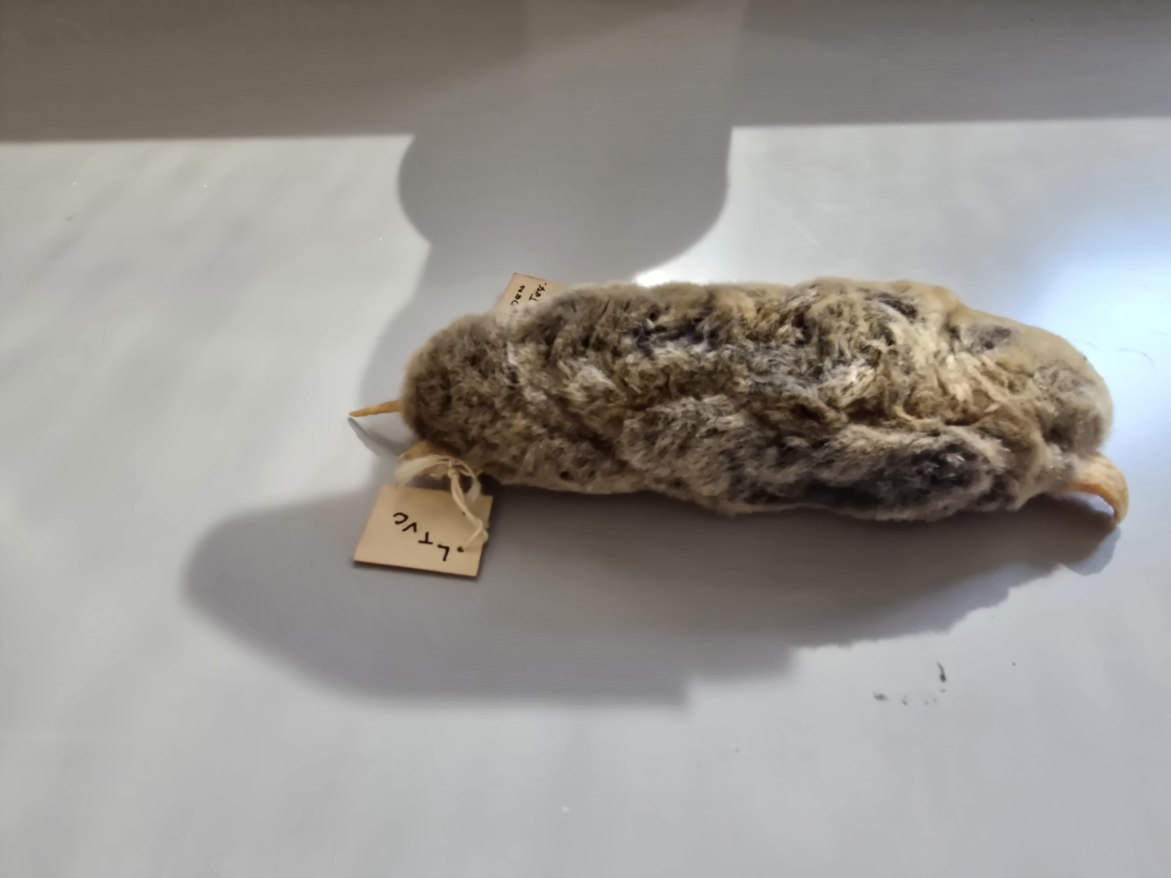 <p><span><span>Talpidae</span></span></p>