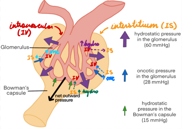 <p>Regulate fluid movement between intravascular and interstitial (Bowman’s capsule) spaces</p><p><strong>Hydrostatic Pressure:</strong> Pressure pushing fluid out</p><ul><li><p>High intravascular fluid volume (pressure) = Fluid from vessels → Bowman’s capsule</p></li><li><p>High Bowman’s capsule volume (pressure) = Fluid from Bowman’s capsule → Vessels</p></li></ul><p><strong>Oncotic Pressure: </strong>Pressure drawing fluid in</p><ul><li><p>High intravascular solutes (low fluid volume/pressure) = Fluid from Bowman’s capsule → Vessels</p></li><li><p>High Bowman’s capsule solutes (low fluid volume/pressure) = Fluid from vessels → Bowman’s capsule</p></li></ul><p></p>