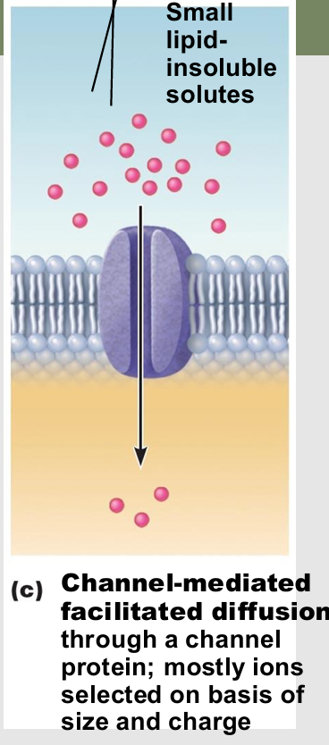 <ul><li><p>types of channel in Channel-mediated facilitated diffusion</p></li><li><p>always open</p></li></ul><p></p>