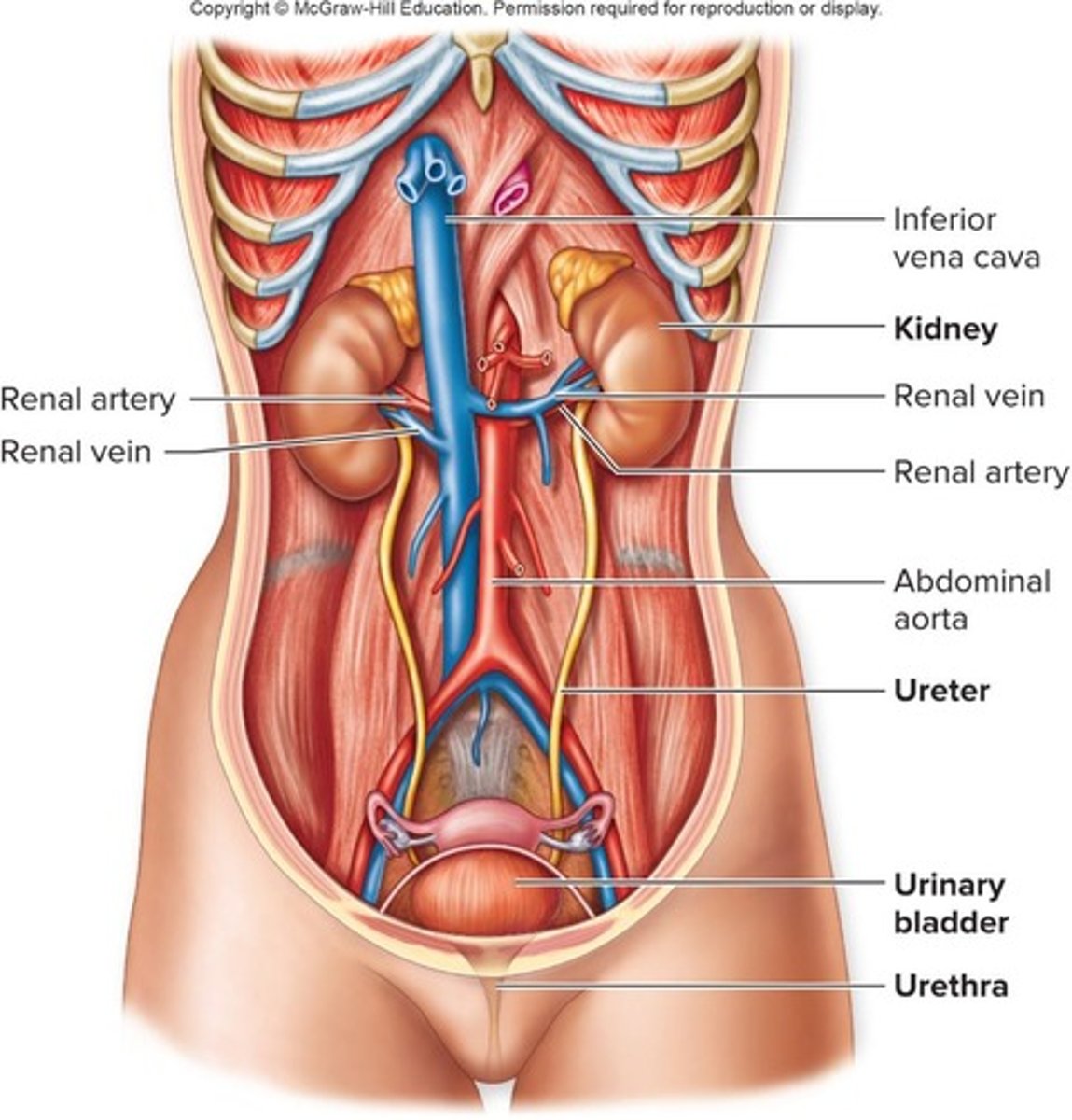 <p>Regulates extracellular fluid via urine formation.</p>