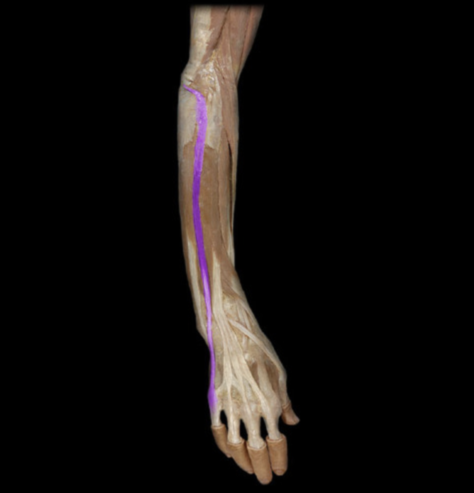 <p><em>table 5, radial n (C7-C8), extension 5th digit</em></p><p><em>O: lateral epicondyle of humerus</em></p>