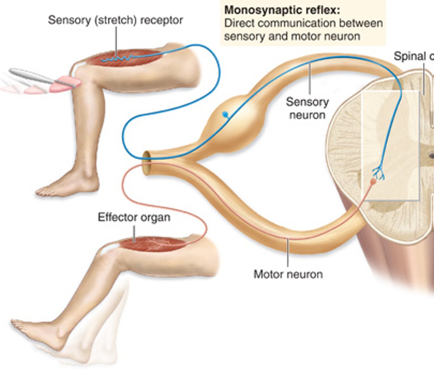 <p>One synapse, fast response, e.g., knee-jerk reflex.</p>