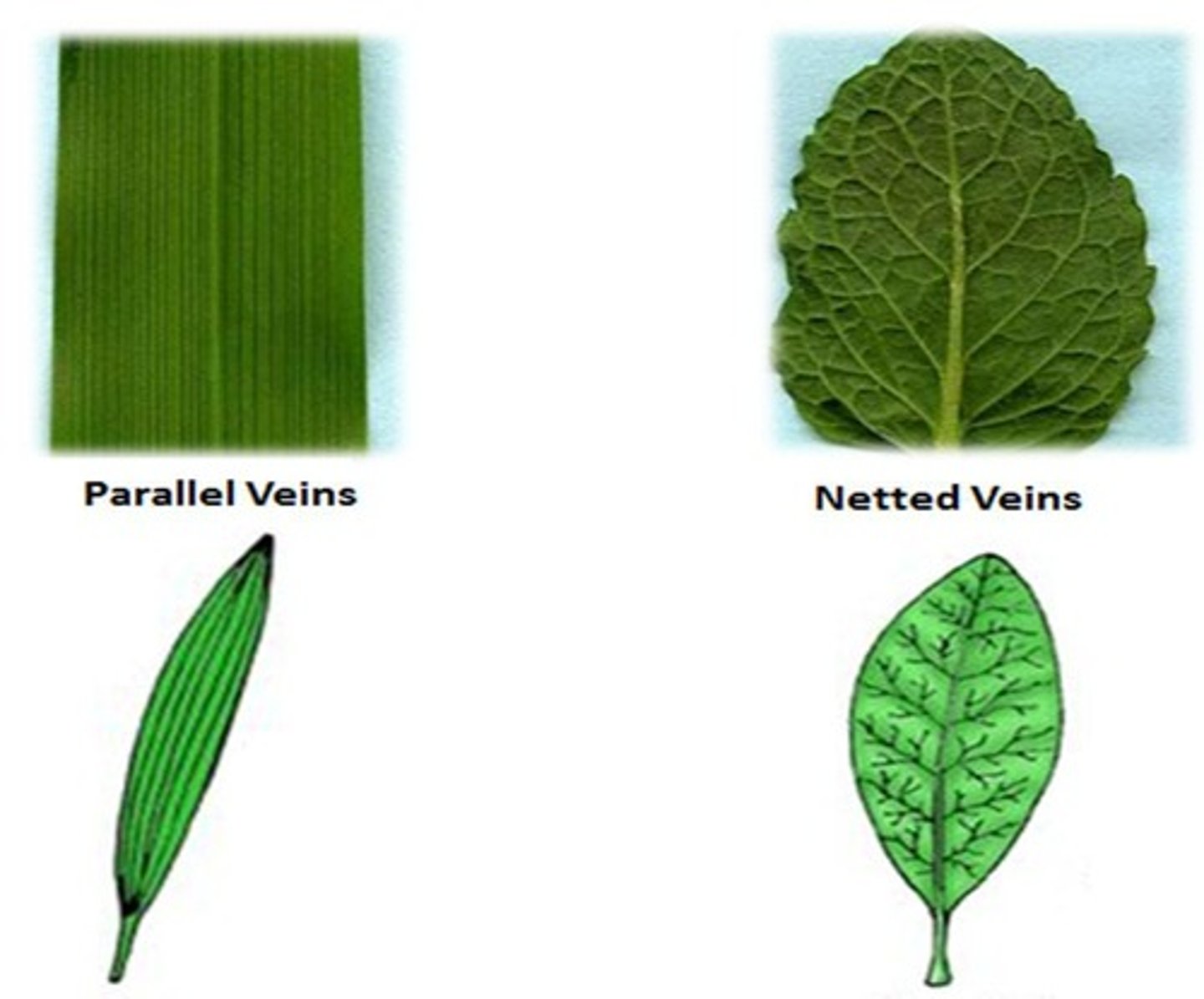 <p>Characterized by one or more large veins from which smaller veins branch out and interconnect, forming a network pattern, typical of most dicots.</p>