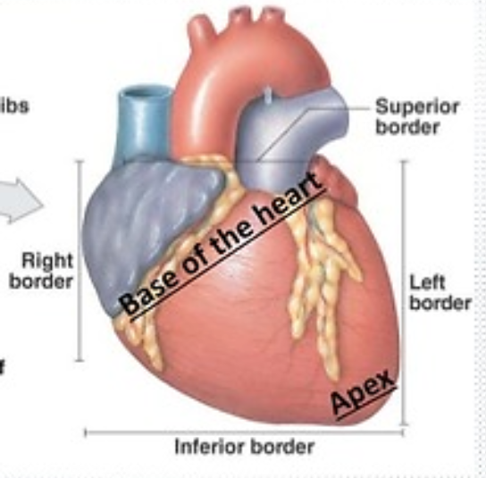 <p>Cone or bottom of heart that consists of tip of left ventricle and rests on diaphragm below seventh rib </p>