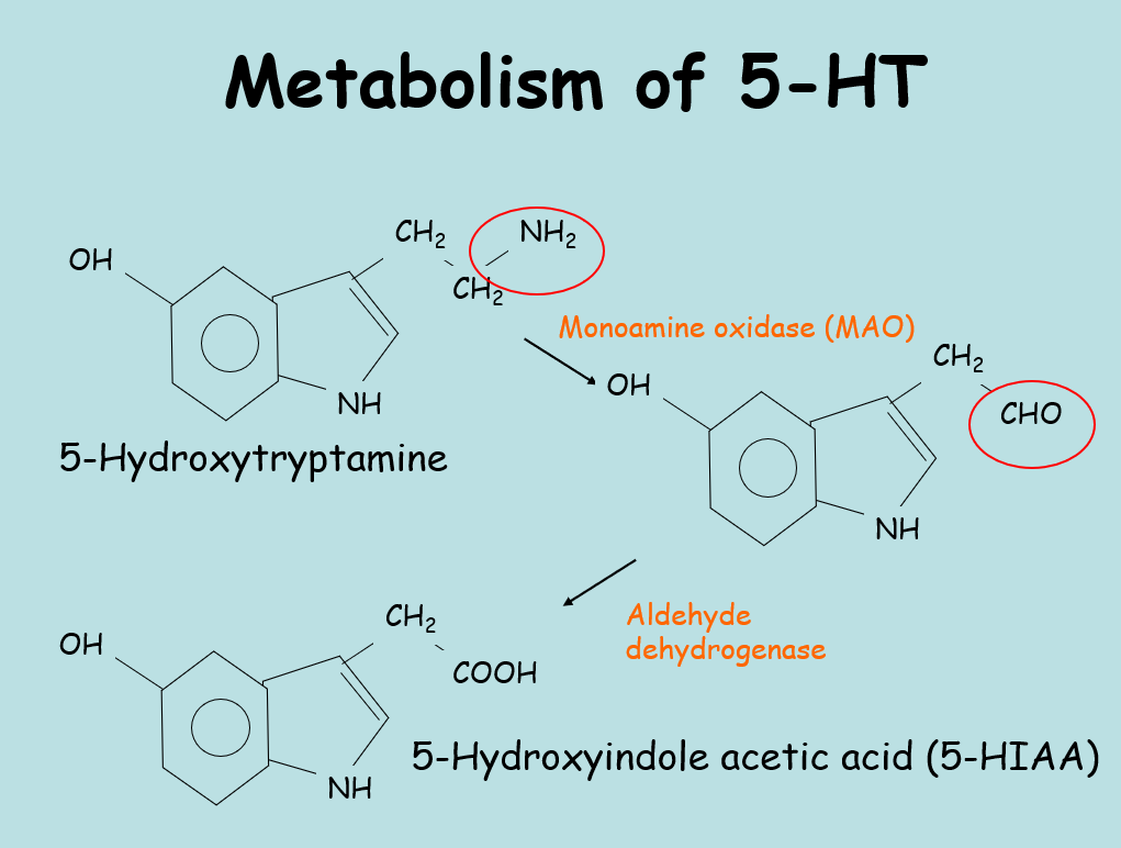 <p>DRUGS THAT INCREASE THE CONCENTRATION OF 5HT </p><ul><li><p>fenfluramine inhibits apetite and decreases 5HT </p></li><li><p>ecstasy increases 5HT </p></li><li><p>carbohydrate rich diet boosts levels of 5HT  </p></li></ul><p></p>