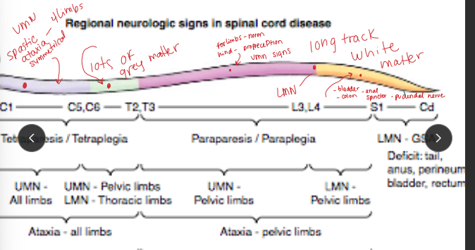 <p><span style="background-color: transparent;"><strong>Spinal Cord Trauma</strong></span></p>