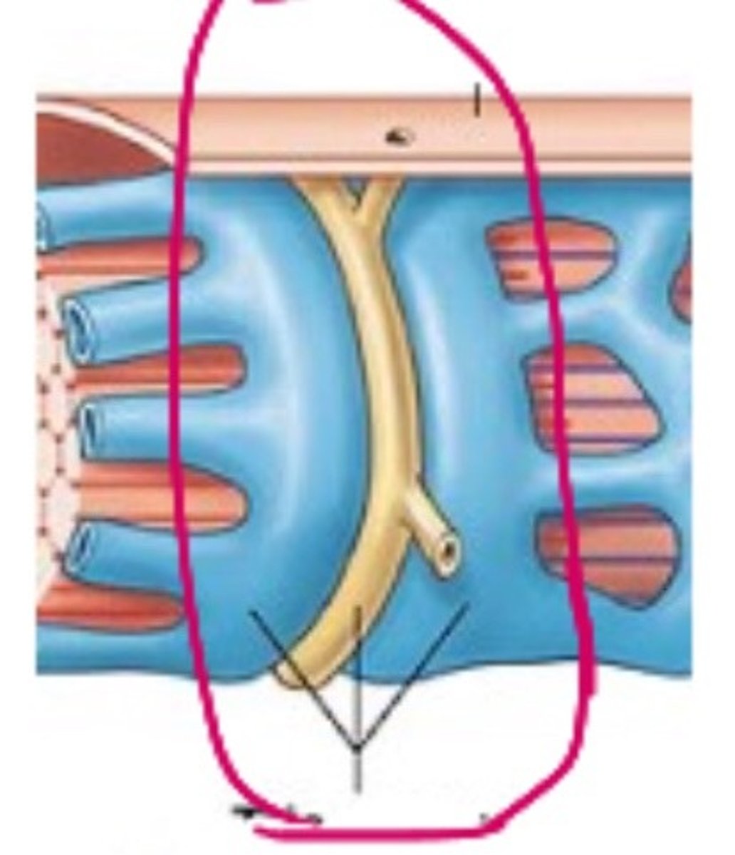 <p>a T tubule and two associated terminal cisternae</p>