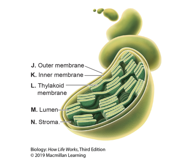 <p>Refer to the image. In which lettered location in the figure would you find electrons moving between large chlorophyll-containing complexes?</p><p>A) J</p><p>B) K</p><p>C) L</p><p>D) M</p><p>E) N</p>