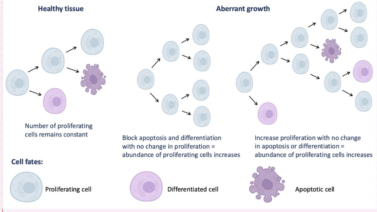 <ul><li><p>Proliferation rate remains <strong>unchanged</strong></p></li><li><p><strong>Apoptosis is blocked</strong></p></li><li><p><strong>Differentiation is blocked</strong></p></li><li><p>Cells continue cycling instead of exiting the cell cycle</p></li><li><p>Result: <strong>abundance of proliferating cells increases</strong>, causing aberrant growth</p></li></ul><p></p>